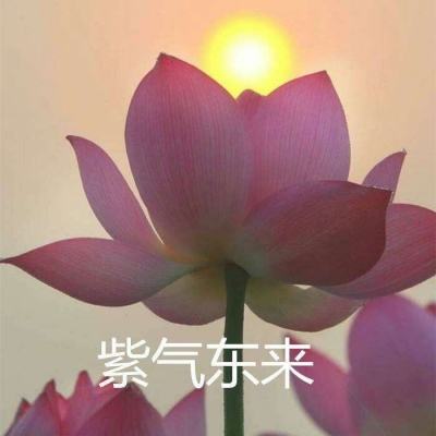 弑血沙城果盘版下载